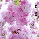 八重桜  1年生接木苗