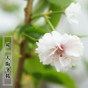二季咲き桜 【大阪冬桜】 1年生接木苗