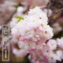 八重桜 【松月】 1年生接木苗