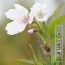 さくら 【薄墨桜 (うすずみざくら)】 1年生接木苗 【予約販売】12月~翌年1月頃入荷予定