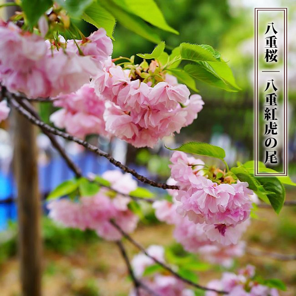 八重桜  1年生接木苗