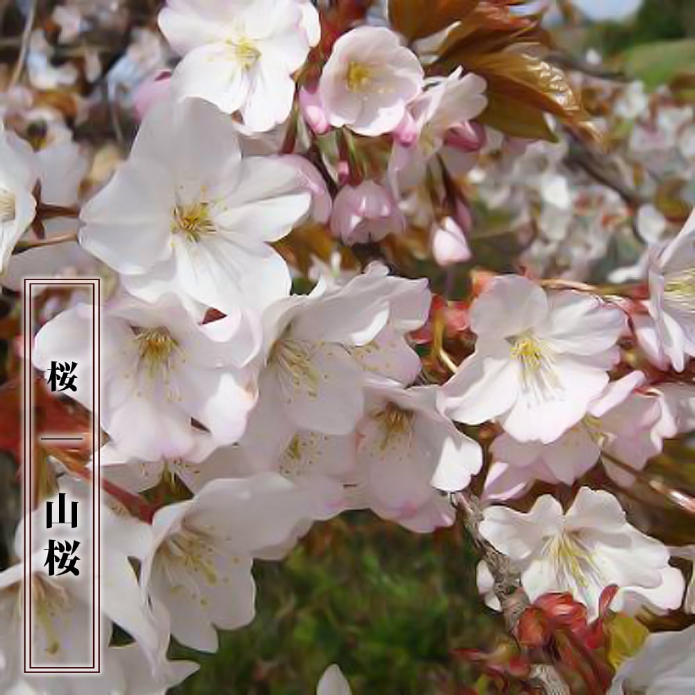 さくら 【山桜 （やまざくら）】 1年生 実生苗のサムネイル