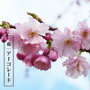 二季咲き さくら 【アーコレード】 1年生接木苗 【予約販売】12月~翌年1月頃入荷予定
