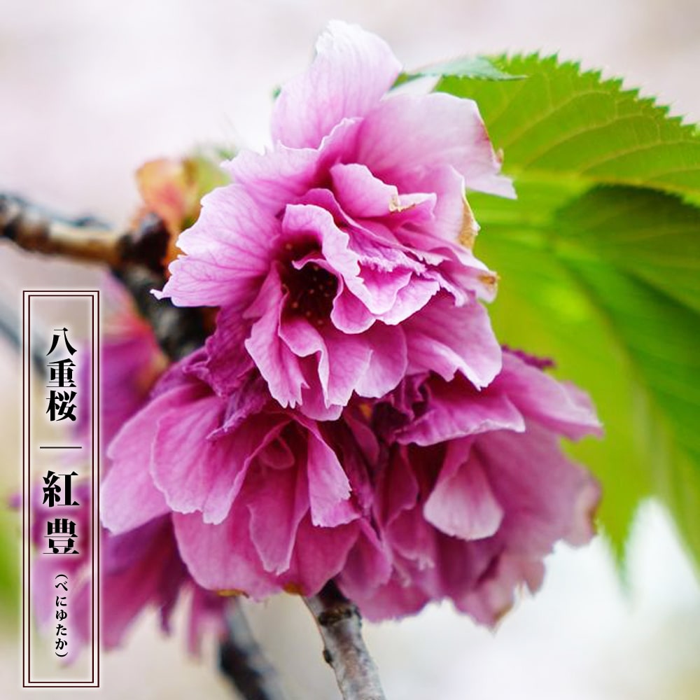 八重桜 【紅豊】 1年生接木苗のサムネイル