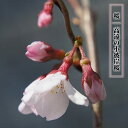 さくら 【高遠の小彼岸桜】 1年生接木苗 【予約販売】12月~翌年1月頃入荷予定