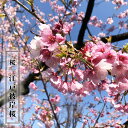 さくら 【江戸彼岸桜 (えどひがん)】 1年生接木苗