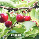 さくらんぼの木 【紅秀峰】 1年生接木苗