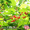 さくらんぼの木 【YDナポレオン】 1年生矮性台木接木苗 単品 or 受粉樹セット 【予約販売】11〜12月頃入荷予定