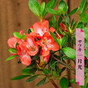 さつき 苗 【月光】 4号ポット苗 単品 or 4本セット or 12本セット