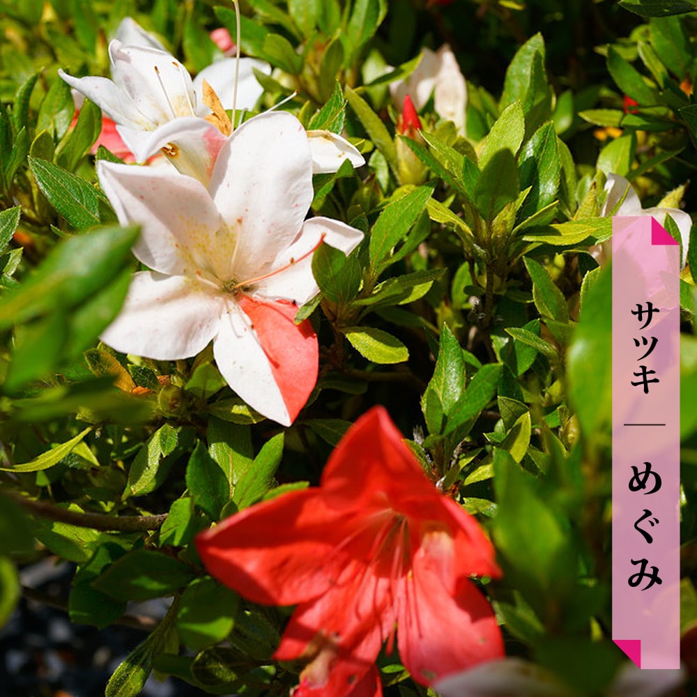 花芽付き さつき 苗 【めぐみ】 4号ポット苗