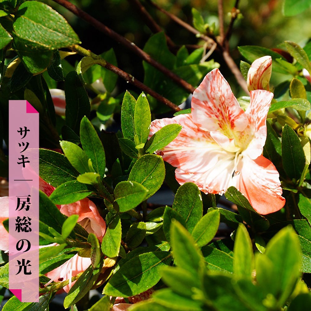 花芽付き さつき 苗 【房総の光】 4本セット 4号ポット苗