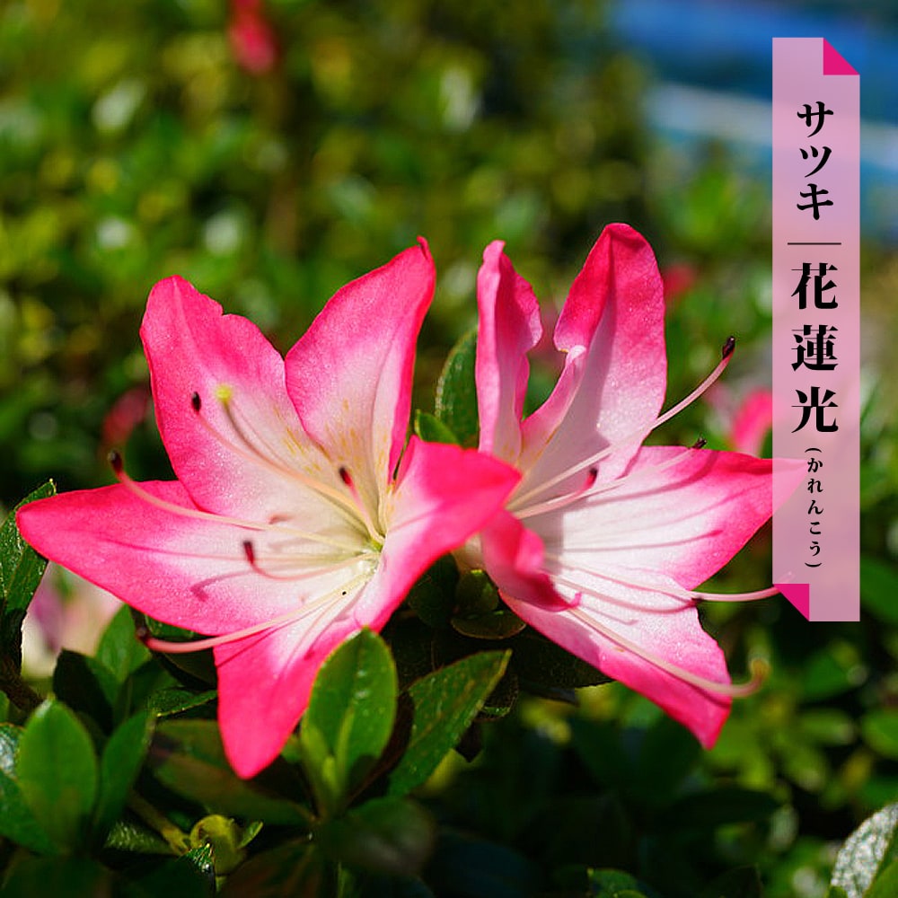 花芽付き さつき 苗 【花蓮光/かれんこう】 4号ポット苗