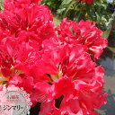西洋シャクナゲ 【ジンマリー】 5号鉢植え