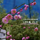 【枝垂れ梅 ピンク 藤牡丹】 花梅 2年生 接木 ポット苗 【観賞花木】 【予約販売】10~11月頃入荷予定