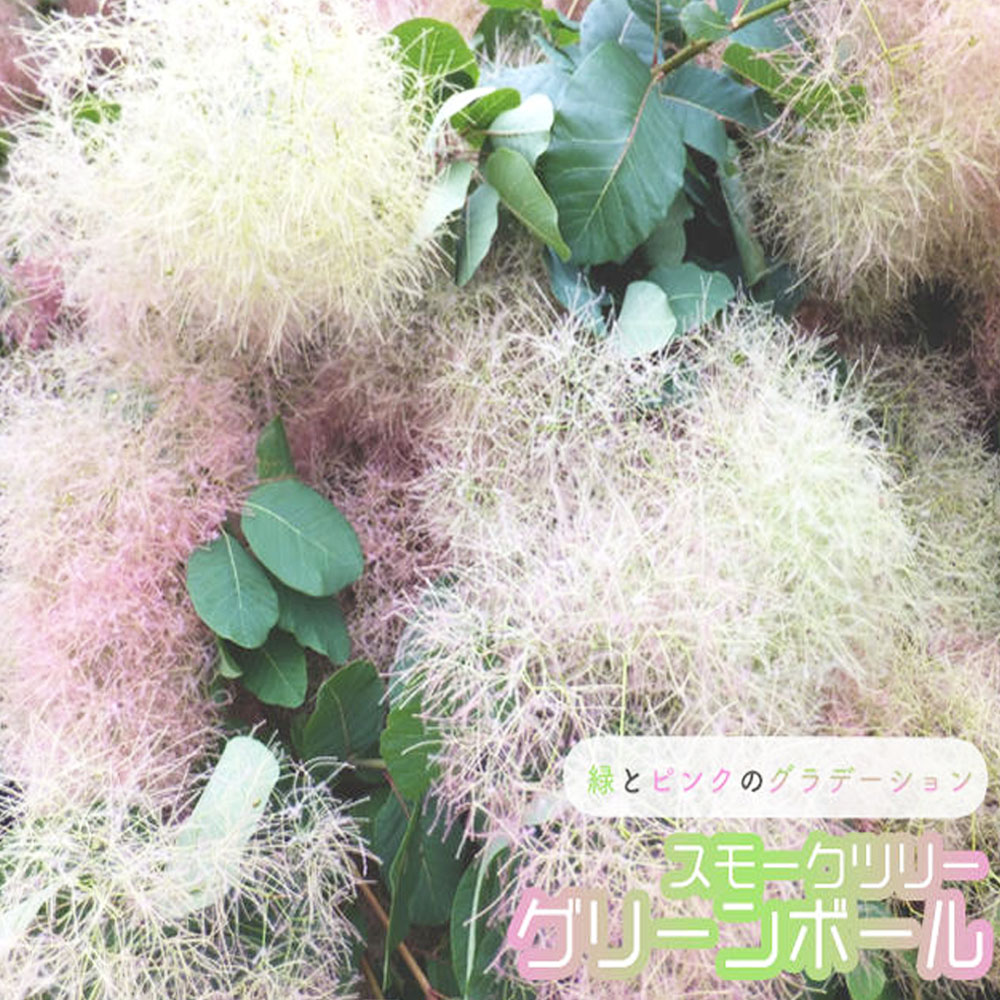 スモークツリー グリーンボール ポット苗 煙の木 庭木 落葉樹 低木のサムネイル