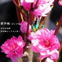 【照手桃】 花桃 (ピンク) 2年生 接木 ポット苗 【観賞花木】