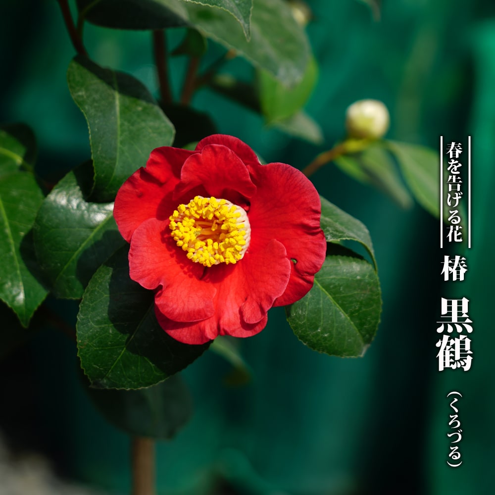 椿 苗  接木 白鉢苗 開花 2～4月