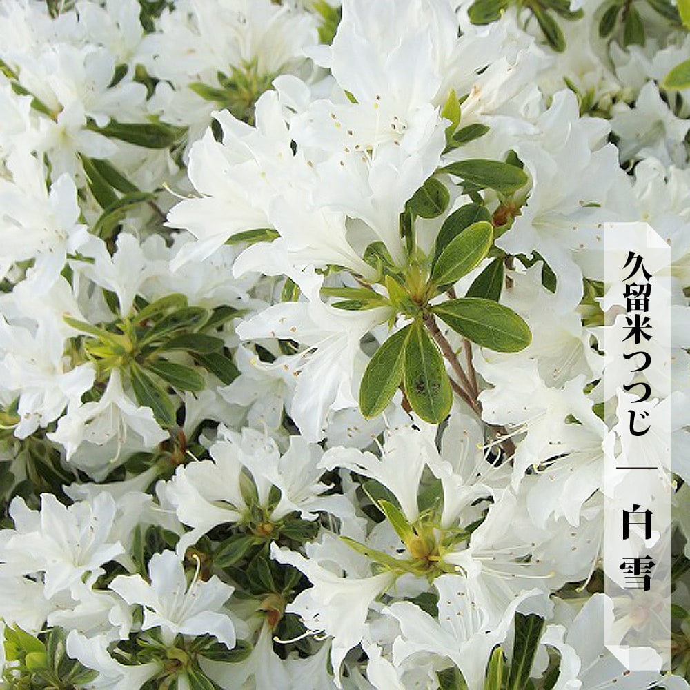 ツツジ 苗 クルメツツジ 【白雪】 4号ポット苗 単品 or 4本セット or 12本セットのサムネイル