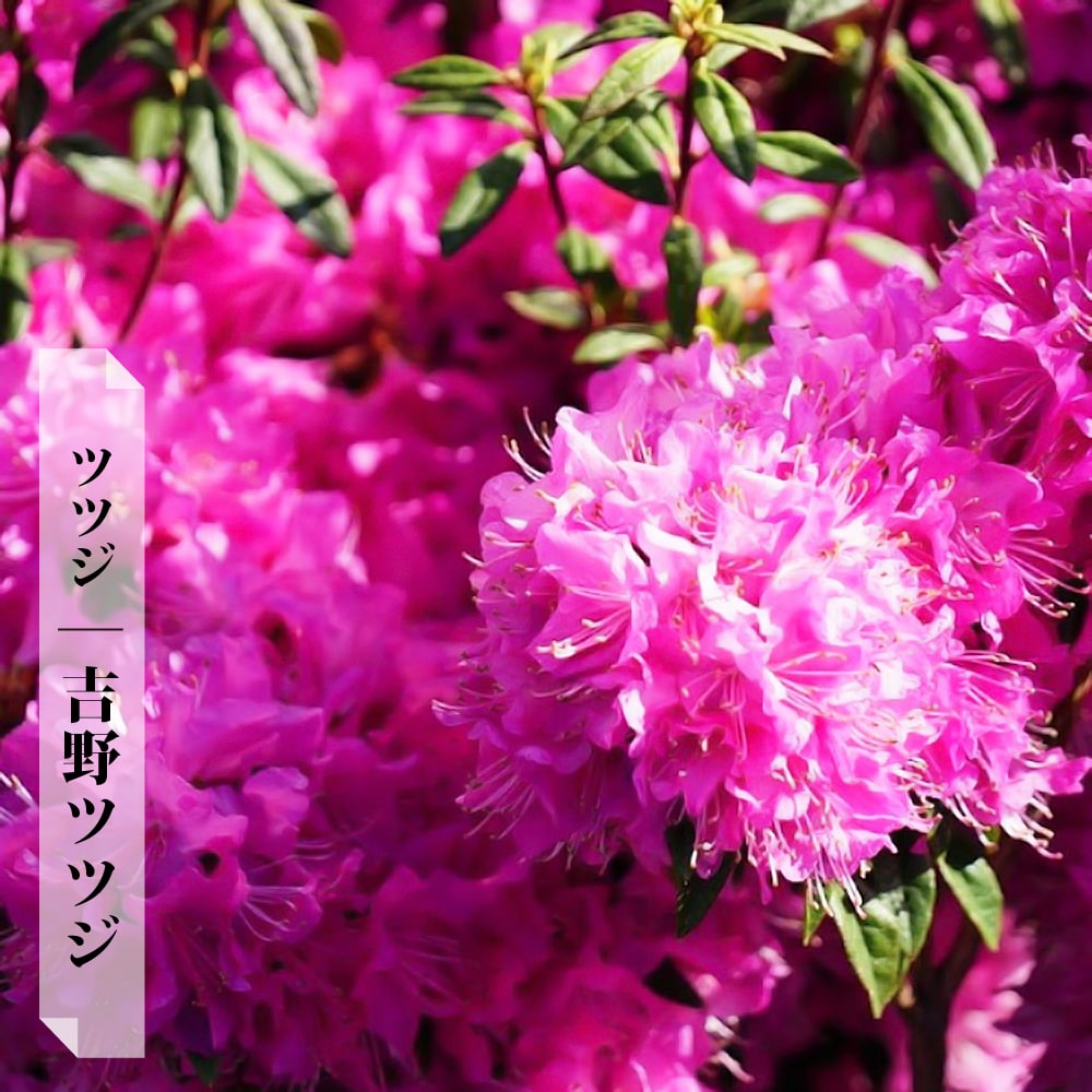 楽天市場】苗物（種類（植物）ツツジ）（ガーデニング・農業｜花