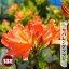 カバレンゲツツジ (紅花) 3.5号ポット苗 1,599円