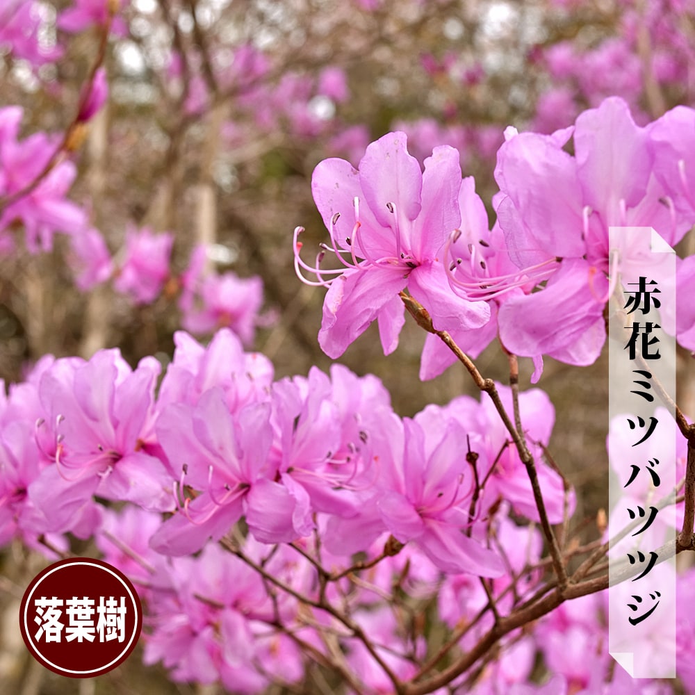 赤花ミツバツツジ 根巻き大苗