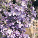 長寿桜 （チョウジュザクラ） 根巻き苗