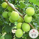 梅の苗木 【翠香】 実梅 うめ 2年生接木苗 スリット鉢植え ■限定販売■ 登録品種・品種登録 【予約販売】10~11月頃入荷予定