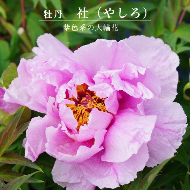 ڲð ʻ翧 ҡʥ䥷 2ǯ ռ  ܤ