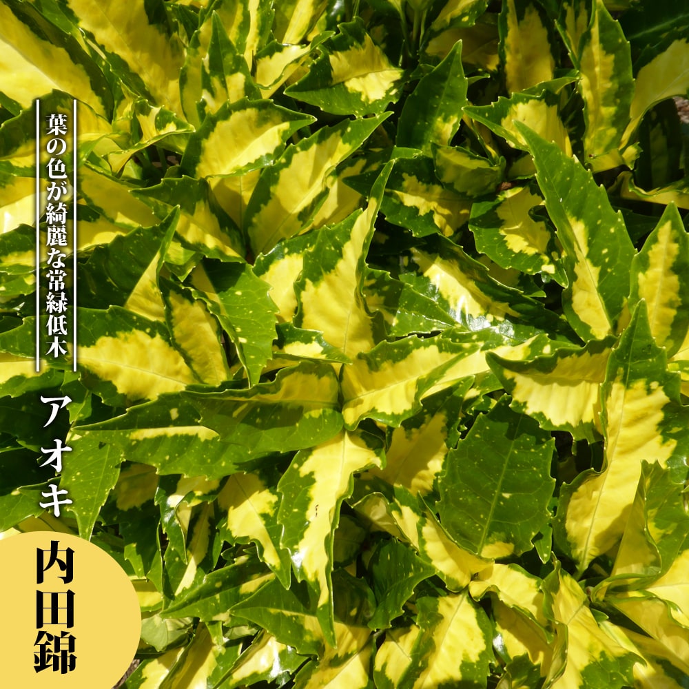 斑入りアオキ 【内田錦 （メス）】 3.5号ポット苗 【ハナヒロバリュー】