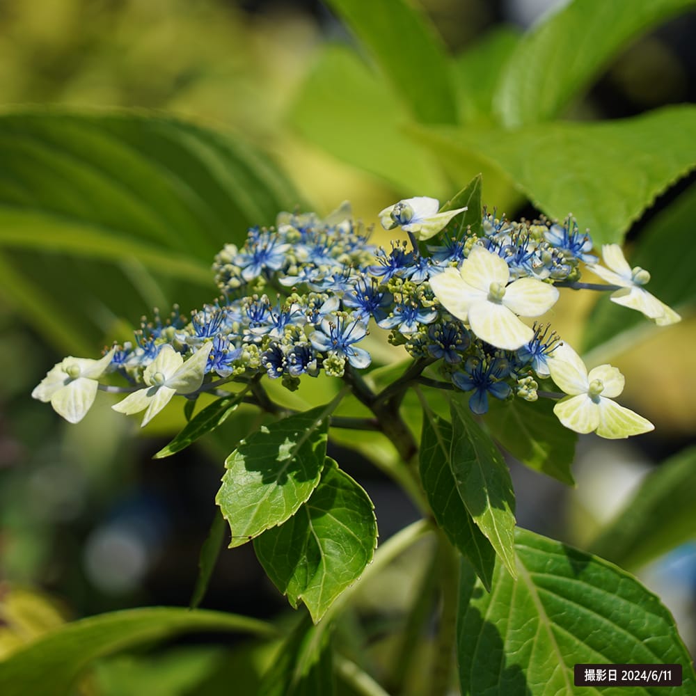 �ڥϥʥҥ��Х�塼�� �������� �����в� �ݥåȿ���