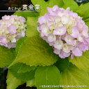 紫陽花 アジサイ 【黄金葉】 3.5号ポット苗 【ハナヒロバリュー】