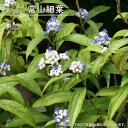 紫陽花 常緑アジサイ 【常山細葉】 3.5号ポット苗 【ハナヒロバリュー】