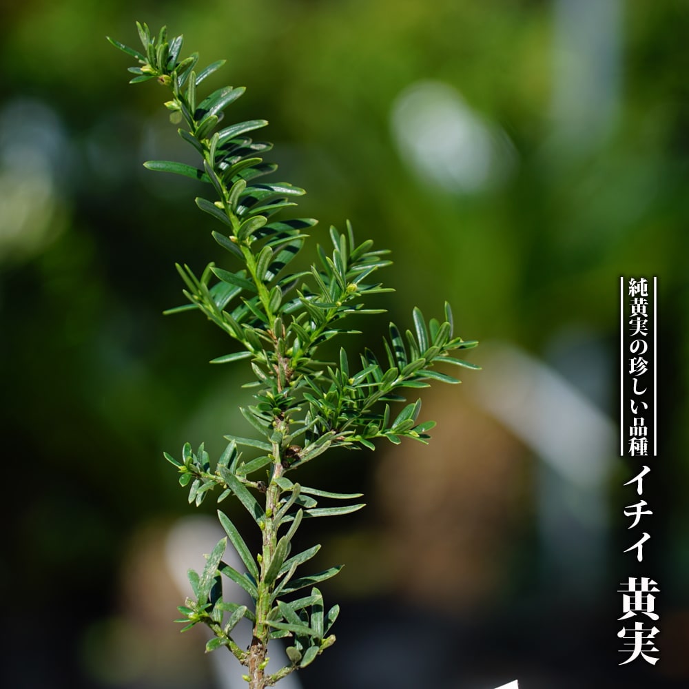イチイ 黄実 3.5号ポット苗 【ハナヒロバリュー】のサムネイル
