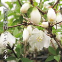 桃花 ウメウツギ 3.5号ポット苗 【ハナヒロバリュー】