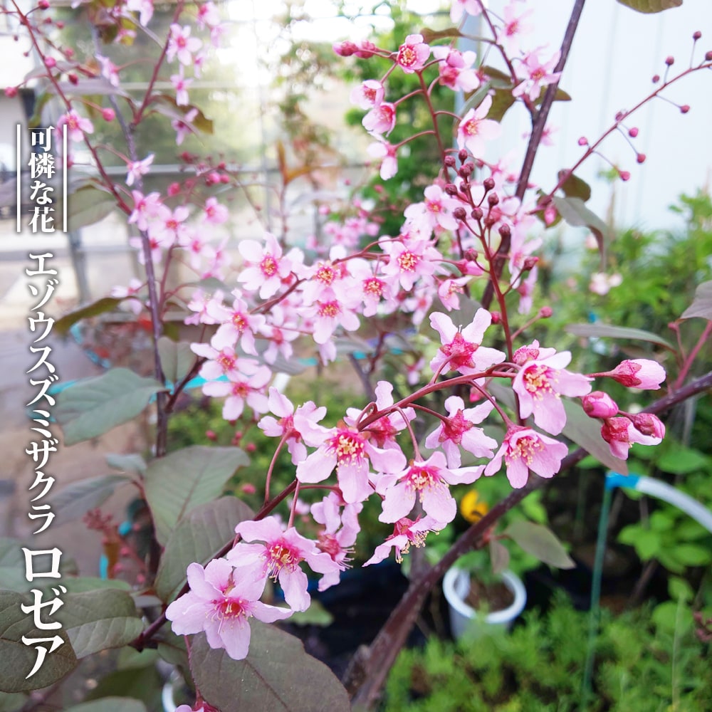 蝦夷上溝桜（えぞうわみずざくら） 【ロゼア (コロラータ)】