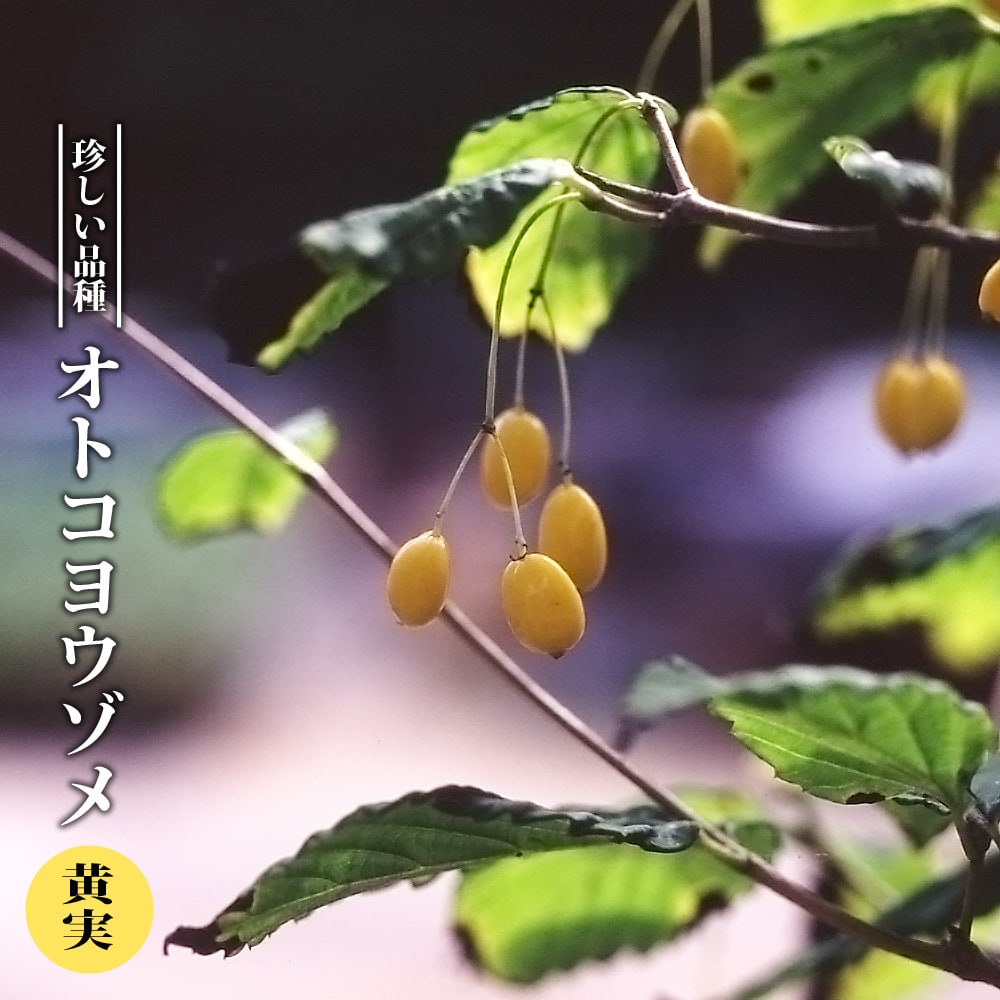 キミノオトコヨウゾメの商品画像