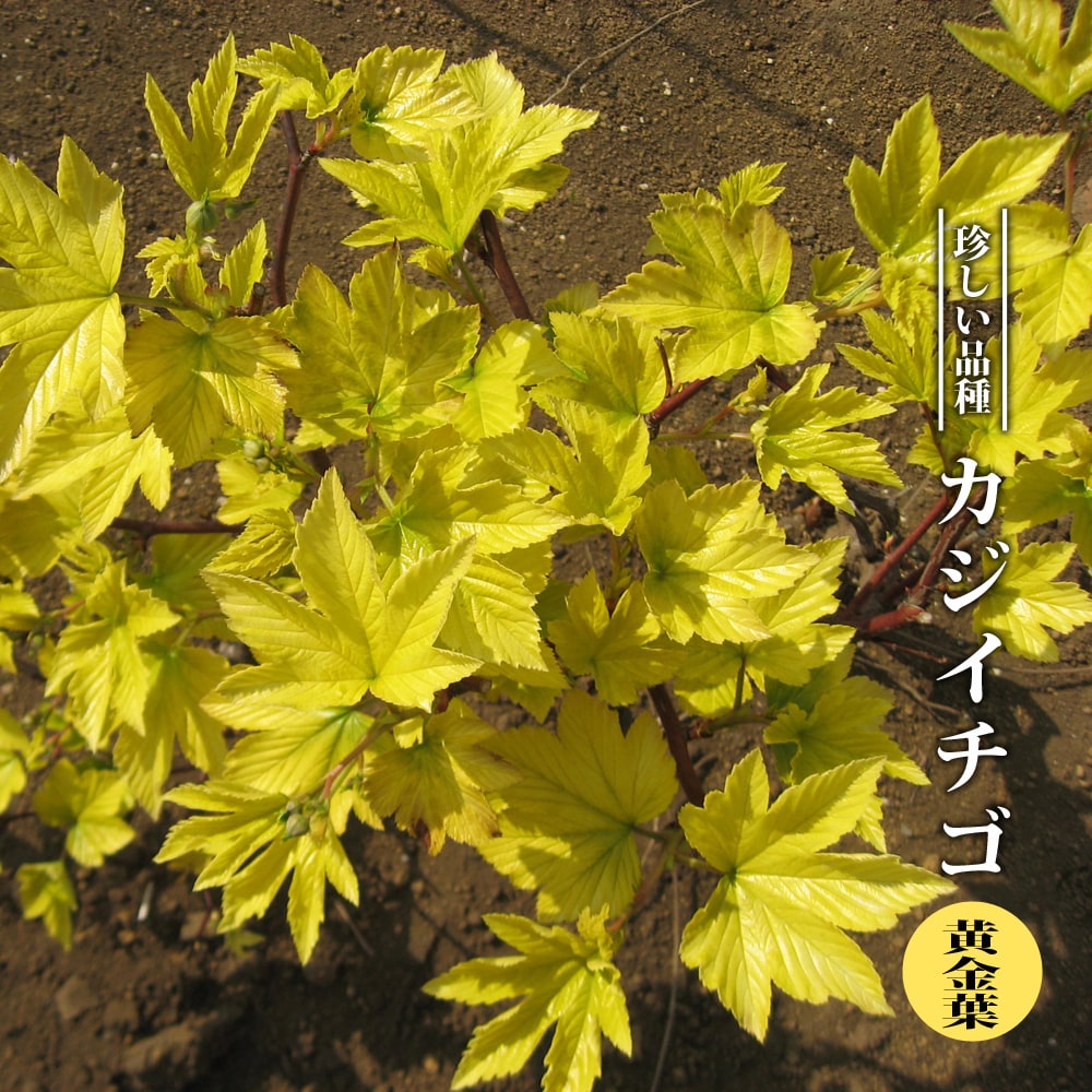 カジイチゴ 黄金葉 3.5号ポット苗 【ハナヒロバリュー】