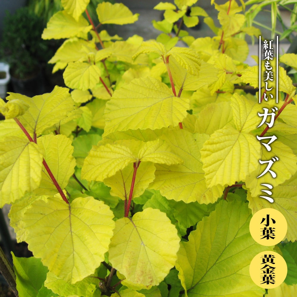 【ハナヒロバリュー】 ガマズミ 小葉黄金葉 4号ポット苗 挿し木...