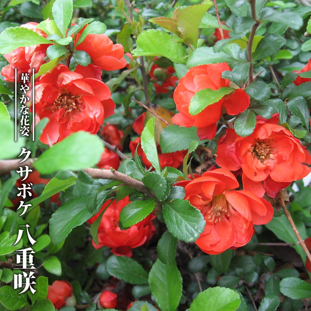 クサボケ 【八重咲】 3.5号ポット苗 【ハナヒロバリュー】のサムネイル