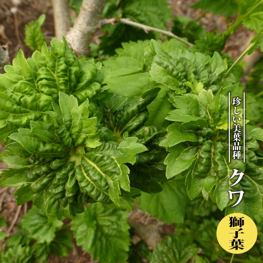 栄養豊富な実 桑の木の特徴と育て方 地植えの方法や挿し木のポイントなどもご紹介 暮らし の