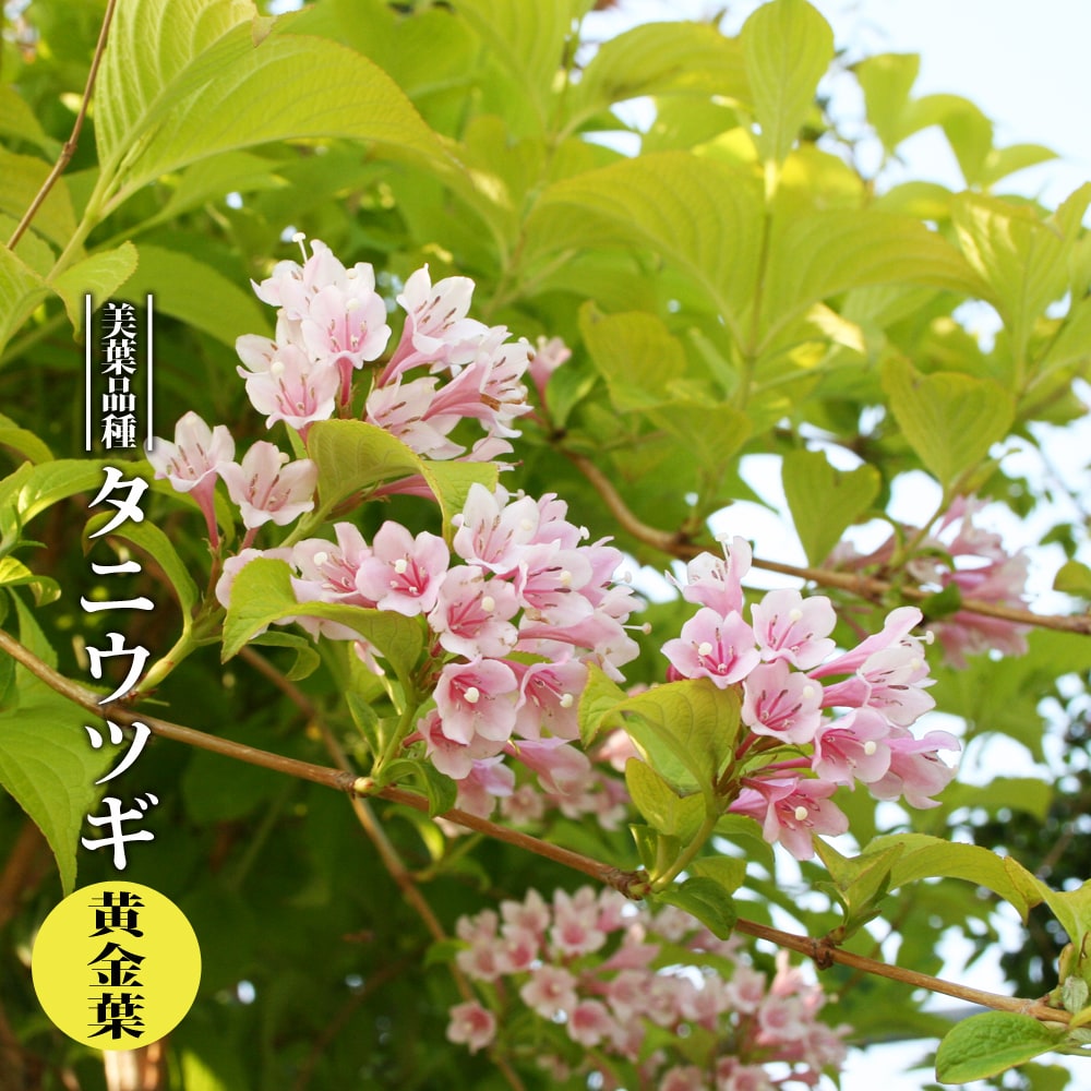 タニウツギ 黄金葉 3.5号ポット苗 【ハナヒロバリュー】