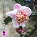 お茶の木 【紅花】 3.5号ポット苗 ハナヒロバリュー お茶の木 【紅花】 3.5号ポット苗 ハナヒロバリュー
