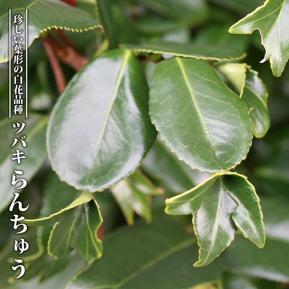 ツバキ らんちゅう 4号ポット苗 【ハナヒロバリュー】