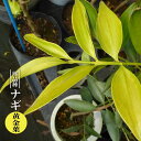 ナギ 黄金葉 3.5号ポット苗 挿し木 【ハナヒロバリュー】