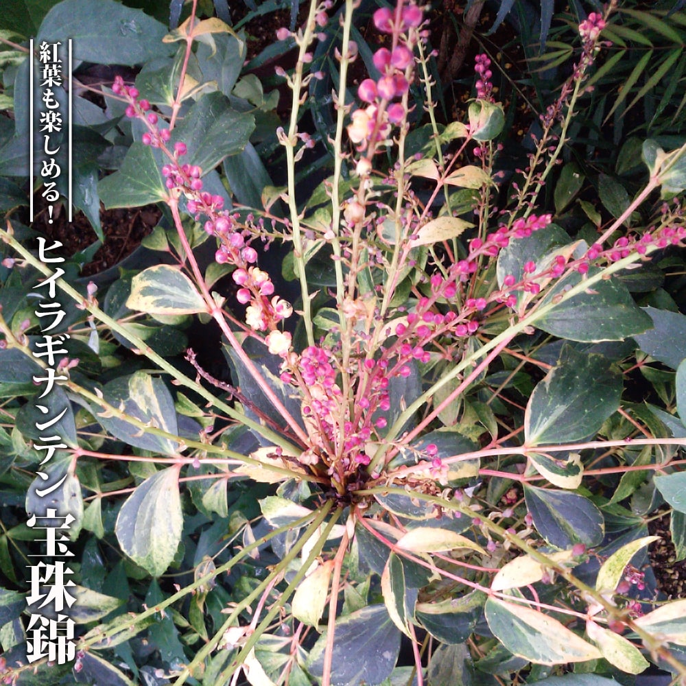 赤花 斑入り ヒイラギナンテン 【宝珠錦】 3.5号ポット苗