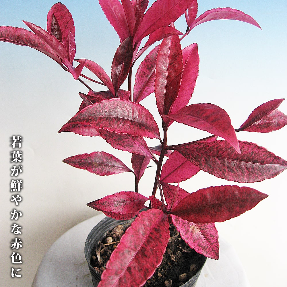 ��ξ �ڹȹ����� ��Ͽ�ʼ�ʼ���Ͽ 3��ݥå��� �ڥϥʥҥ��Х�塼��