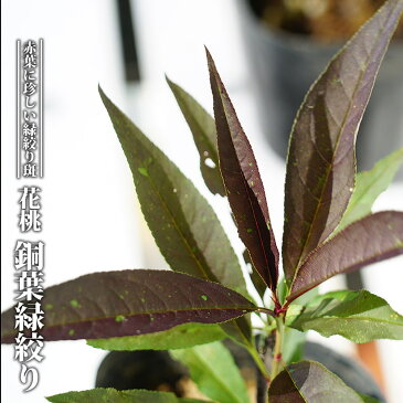 【ハナヒロバリュー】 花桃 銅葉緑絞り 3.5号ポット苗