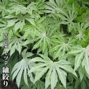 ヤツデ 斑入りヤツデ 紬絞り 4号ポット苗