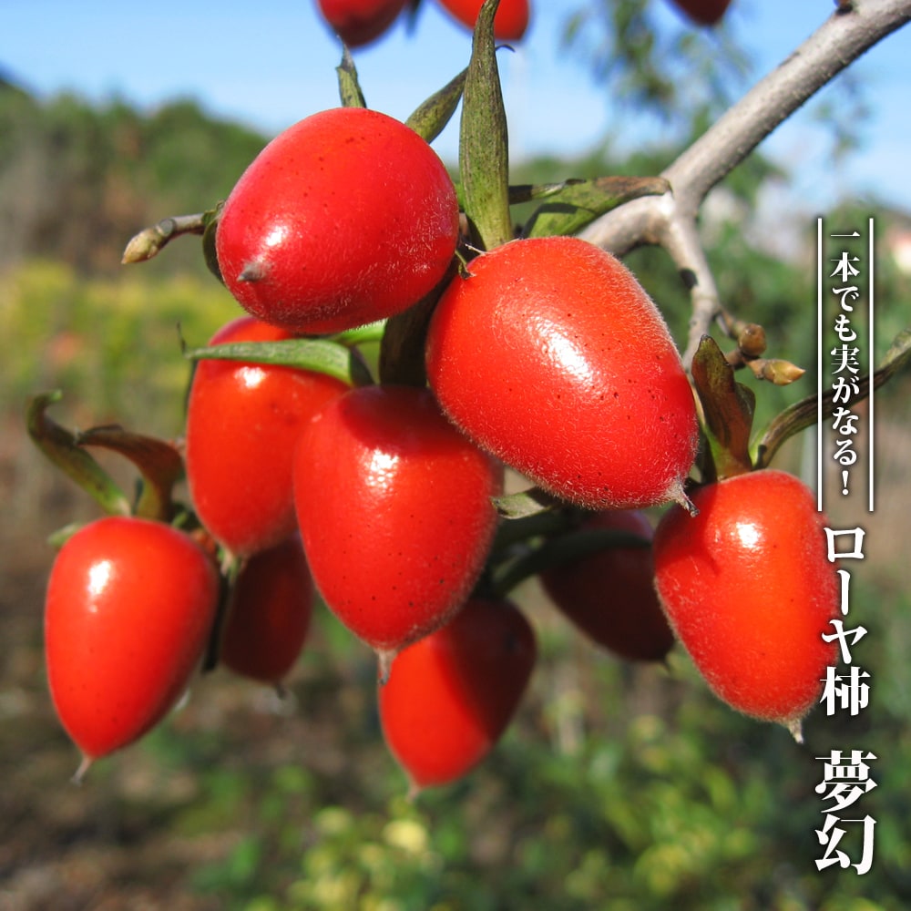 ローヤ柿 夢幻 3号ポット苗 挿し木 【ハナヒロバリュー】のサムネイル