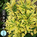 タブノキ フクリン斑 3.5号ポット苗 挿し木 【ハナヒロバリュー】